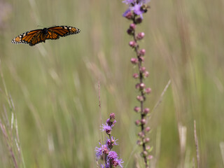Monarch butterfly with wings spread feeding on a blazing star flower