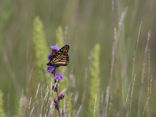 Monarch butterfly with wings spread feeding on a blazing star flower
