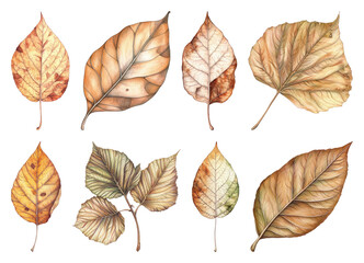 Obraz premium PNG Autumn leaves watercolor illustration, element set on transparent background