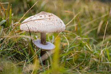 Wild mushroom growing in natural grass meadow with soft blurred background. Beautiful fungi in autumn forest setting perfect for nature and organic lifestyle concepts.
