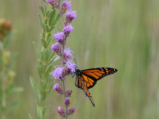 Monarch butterfly with wings spread feeding on a blazing star flower