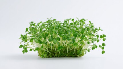 Fototapeta premium Abundant microgreens are sprouting on a clean white surface showcasing delicate green leaves and stems. The bright kitchen environment enhances the vibrant colors of the plants.