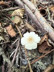 Single Mushroom on the Forest Floor