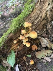 Wild Mushrooms Growing on a Log