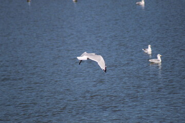 Seabirds in Flight Over Dark Water