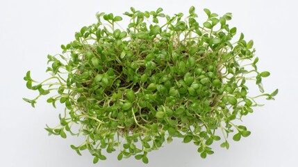Obraz premium A vibrant patch of microgreens is thriving in a small container on a clean white surface. The green leaves are lush and healthy showcasing the potential for fresh salads or garnishes.