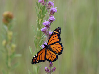 Monarch butterfly with wings spread feeding on a blazing star flower