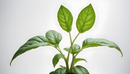 Obraz premium Close-up of vibrant green basil plant with detailed leaf textures against a white backdrop.