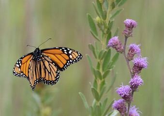 Monarch butterfly with wings spread feeding on a blazing star flower