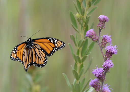 Monarch butterfly with wings spread feeding on a blazing star flower