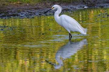 Snowy egret wading in a shallow pond.