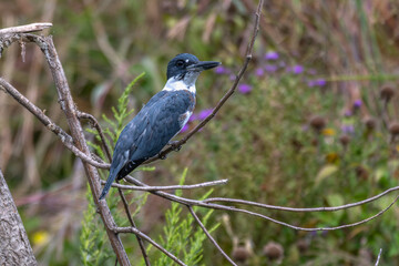 Closeup of a belted kingfisher perched on a branch.