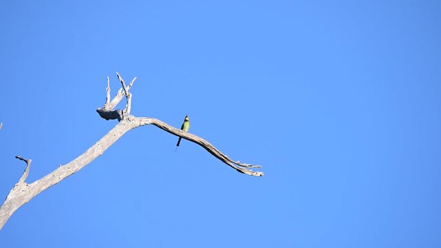 Australian Rainbow bee eaters hunting from a dead tree