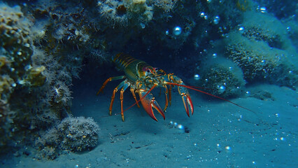 lobster in the sea