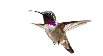 Fototapeta premium hummingbird on a branch