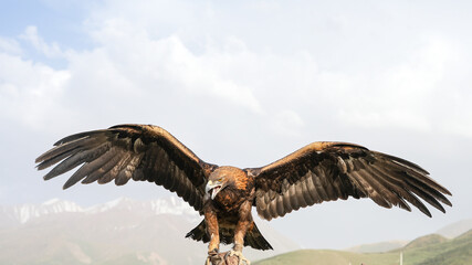 golden eagle