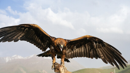 golden eagle