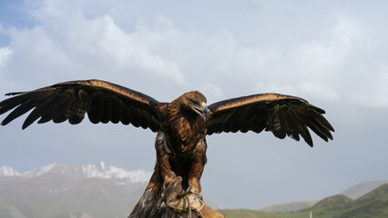 golden eagle