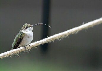 ruby-throated humming bird with tongue sticking out