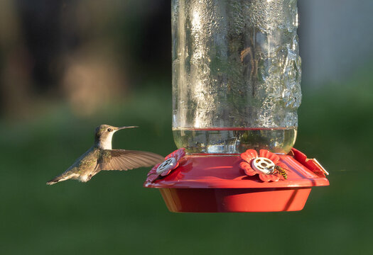 A ruby-throated humming bird flies near a red feeder