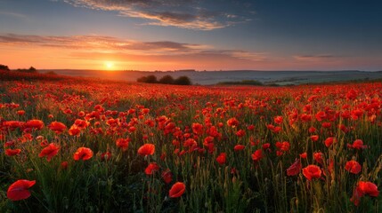 Vibrant red poppies blanket a lush field as the sun rises, casting a warm golden light across the landscape and creating a serene, beautiful atmosphere.