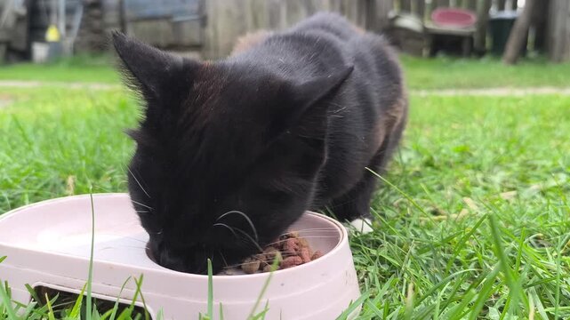 Close-up seekor kucing domestik yang sedang asyik memakan makanan dari tempat makan di halaman rumah
