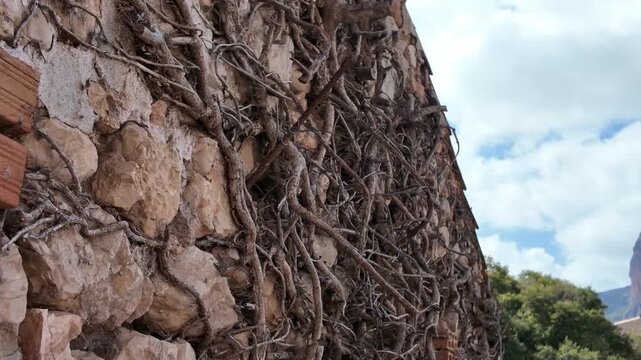 Old stone wall with dry vines