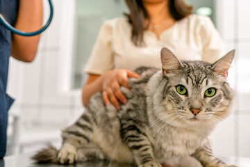 Veterinarians examining kitten in veterinary clinic