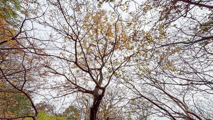 Branches of a tree with few yellowish leaves against a clear sky, photographed from a low angle in early autumn.