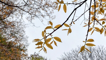 Branch with yellowish dry leaves highlighted against the cloudy sky, conveying a sense of autumn and seasonal transition in nature.