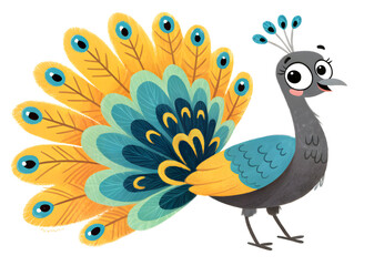 Fototapeta premium Peacock on white background