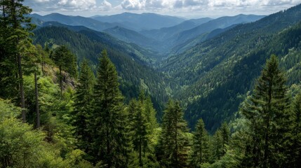 Fototapeta premium Expansive view of a mountainous valley filled with dense green forests and gently rolling hills. Bright clouds float above as sunlight filters through the trees in the afternoon.