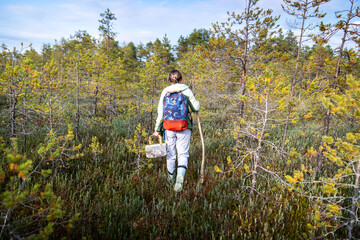 Rearview woman hiker navigating raised wetland terrain in woods during fall season with branch pole in hand. Fall wetland exploration, trekking in mossy bog, forest bog cross, walk on unstable ground