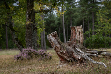 Park Narodowy Grenspark Kalmthoutse Heide w Belgii