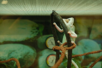Caged green chameleon pet at a Pet Co