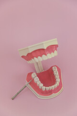 Mockup, Teeth Model with Toothbrush on pink Background, dental care, dentist, orthodontist