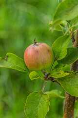 Ripening Apple on the Tree Branch