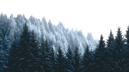 Frost covered evergreen forest isolated on white background