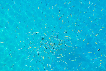 A large group of fish swimming in a blue body of water