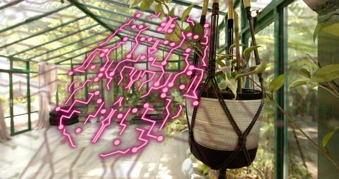After pause pink dots forming and fading network showing connectivity near hanging planter