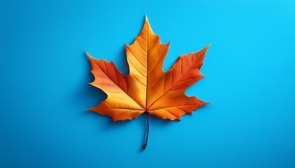 Fototapeta premium A Single Autumn Maple Leaf On A Clean Blue Background