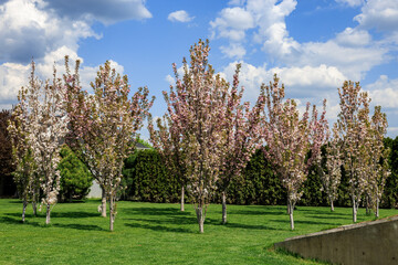Springtime blossom trees in lush green park under blue sky