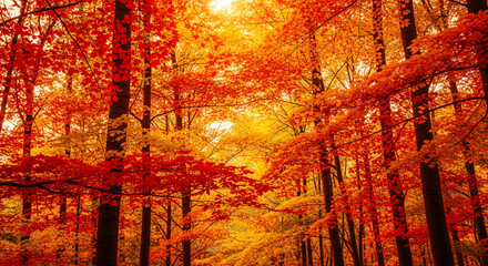 Vibrant red and gold autumn leaves in a forest, showcasing nature's seasonal beauty and warmth