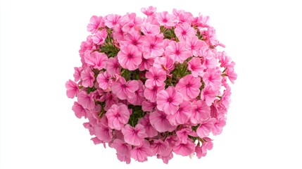 A lush cluster of vibrant pink flowers fills the frame, showcasing their delicate petals and green foliage. This beautiful display highlights springs essence in full bloom.