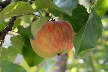 red apple on tree