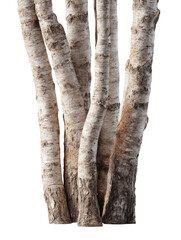 Naklejka premium PNG of Close-up of slender birch tree trunks with a textured bark, showcasing natural beauty and organic forms.