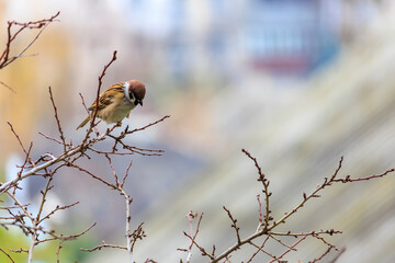 A bird is perched on a branch of a tree