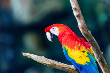 scarlet macaw parrot, Fort Worth, Texas, USA