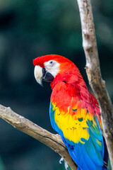 scarlet macaw parrot, Fort Worth, Texas, USA