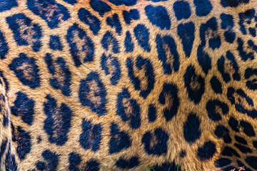 close up of a leopard, Fort Worth, Texas, USA